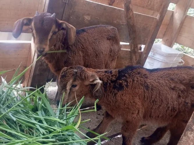 Casal de cabrito