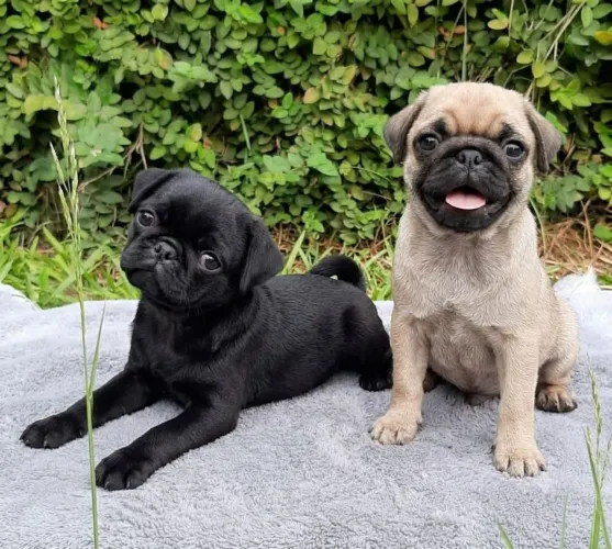 PROMOÇÃO FILHOTE PUG
