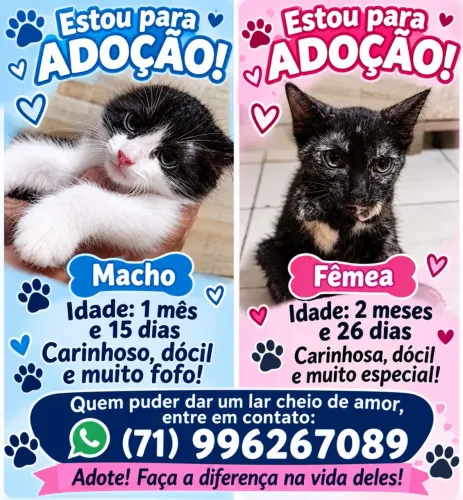 Doação de gato 