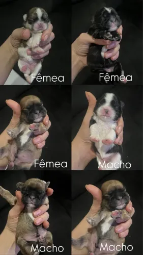 Shih Tzu