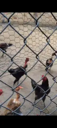Galo