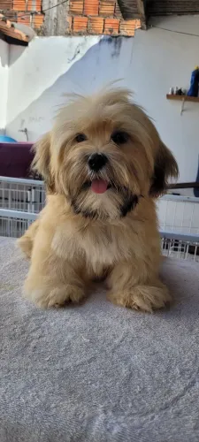 Filhote de Lhasa apso 