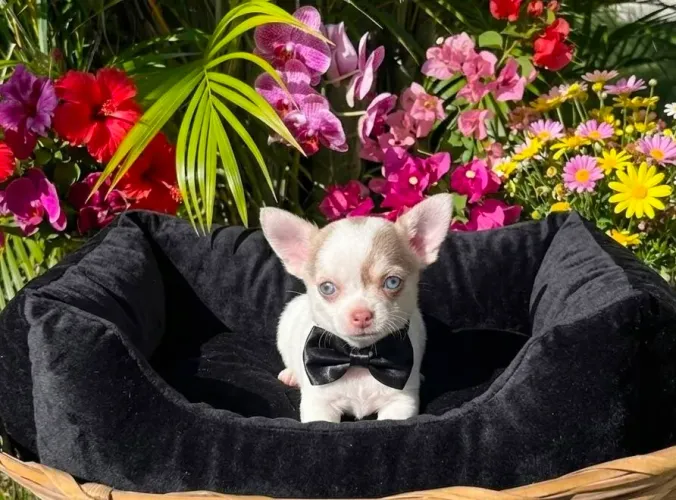 Chihuahua machinho Pelo Curto!Linhagem importada!Perfeição da raça!