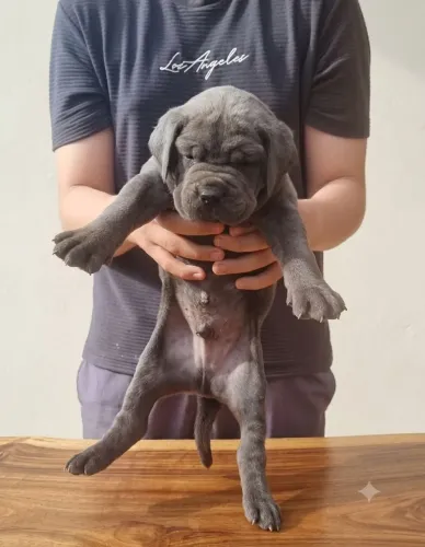 Filhotes de Cane Corso com Pedigree