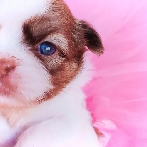 SHIH TZUS CHOCO OLHOS CLAROS 10X