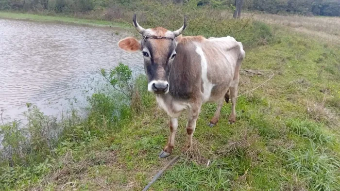 Vaca nova 