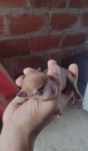 Pinscher 0_1 casal
