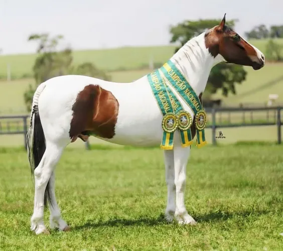VENDA DE COBERTURAS GARANHÃO TRI-GRANDE CAMPEÃO NACIONAL 