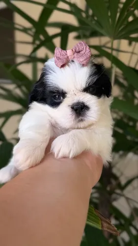 Shih-Tzu fêmea