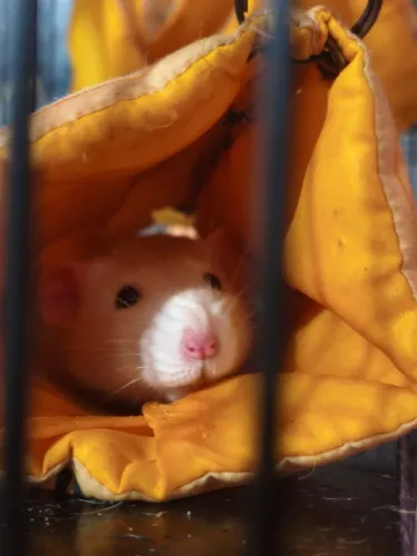 Rato Twister para doação