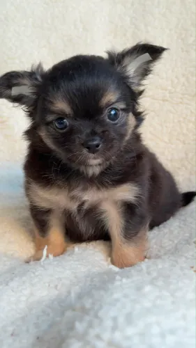 Chihuahua charmoso e com preço bom