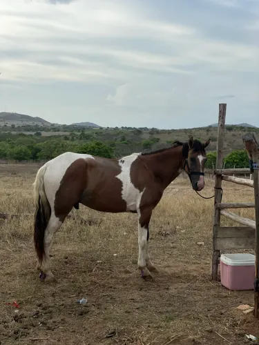 Cavalo a venda ou troca 