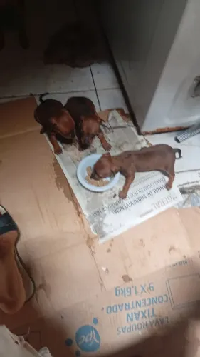 Filhote de pincher raça pura 3 meses número 1 entrar em contato dispenso curioso450 valor