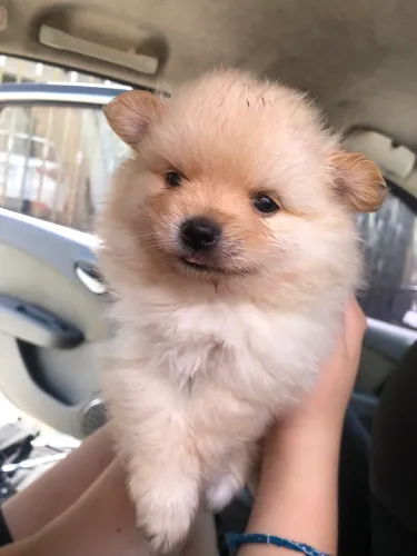 Fêmea filhote Spitz Alemão Lulu Pomeranea