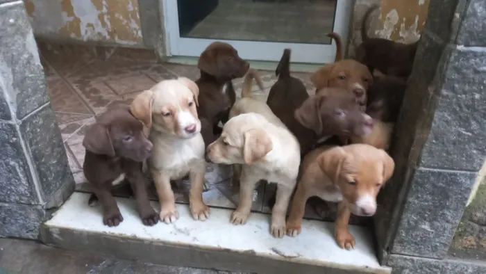 Labrador