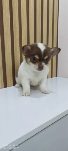 Chihuahua 