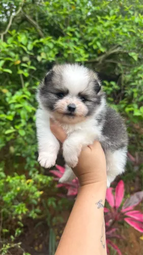 SPITZ ALEMÃO MACHINHO