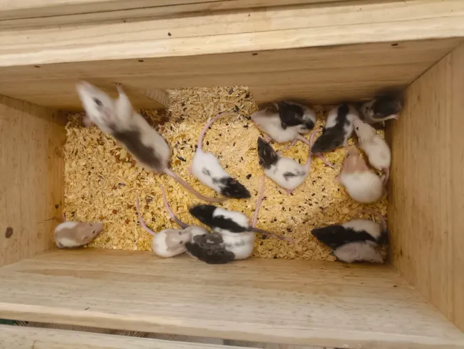 Filhotes de twister disponíveis 