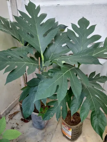  Fruta pão (arvore do pão) - Artocarpus altilis. - vendo mudas