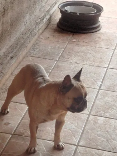Bulldogue Francês 