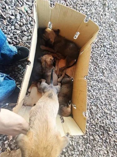 Cachorrinhos filhotes