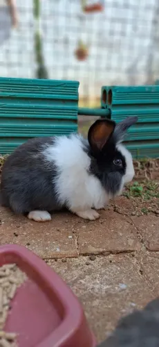 Coelhos