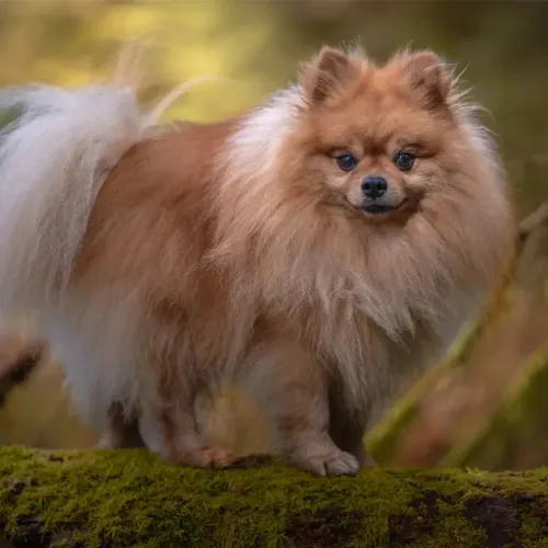 Doa-se Lulu da Pomerania