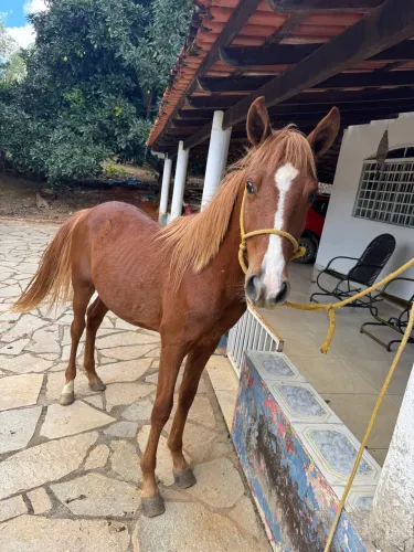 Potro, égua e cavalo