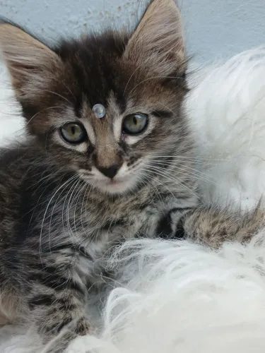 Adoção gatinhos filhote 2 meses vermifugada em Ribeirão