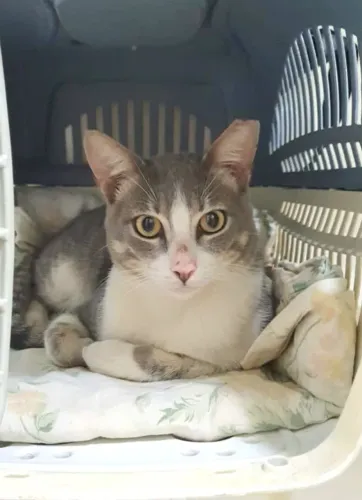 Gatinho lindo e dócil para adoção