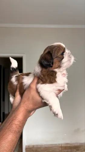 Filhote dê Shih Tzu