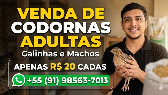 galinhas codornas a venda 