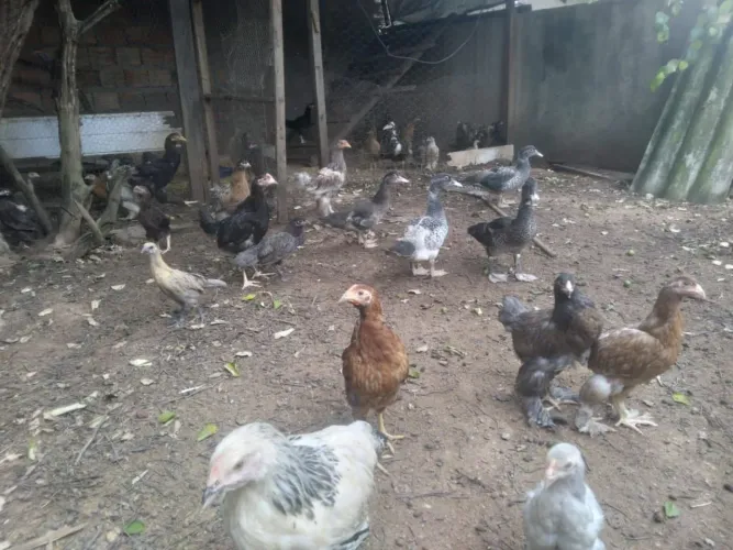 Vende-se galinhas caipira