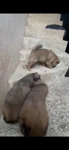 Chow chow fêmea 