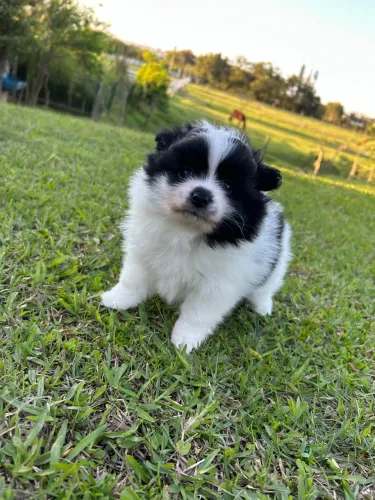 Spitz Alemão (Macho)