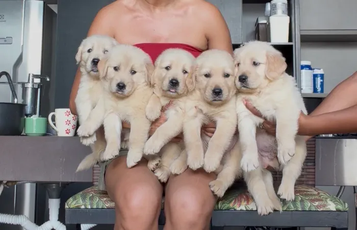 Filhotes de golden retriever