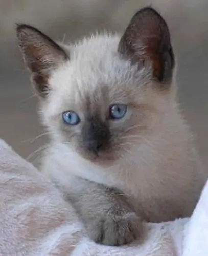 Filhote fêmea gato siamês