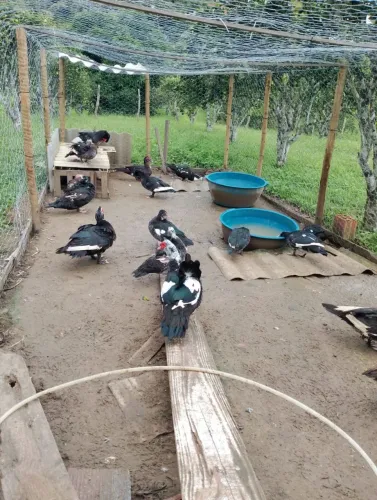 Patos de Fazenda