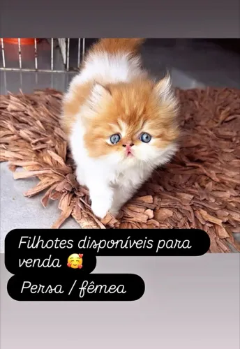 Filhotes gato persa