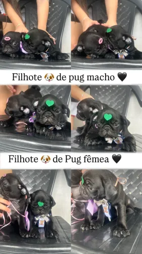 Pug com pedigree 