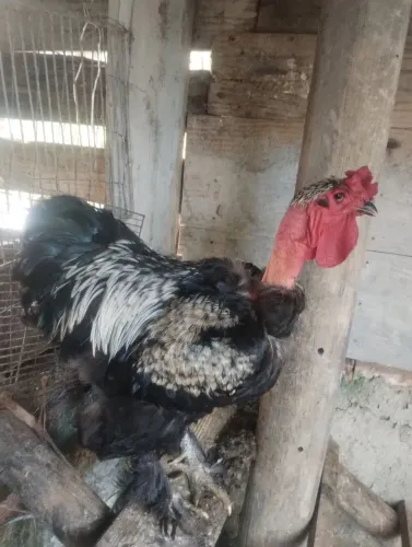 Galo Brama 