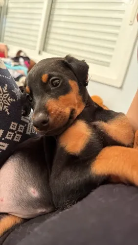 Doberman femea