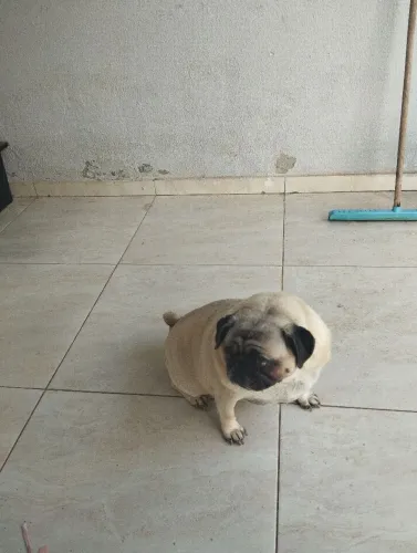Pug/ Shitzu 