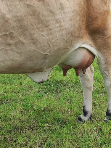 Vendo vaca segunda cria 6.500.00