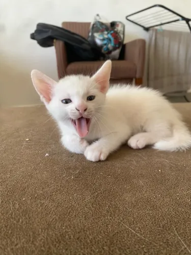 Gato macho filhote para adoção