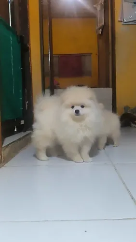 Spitz anão Macho