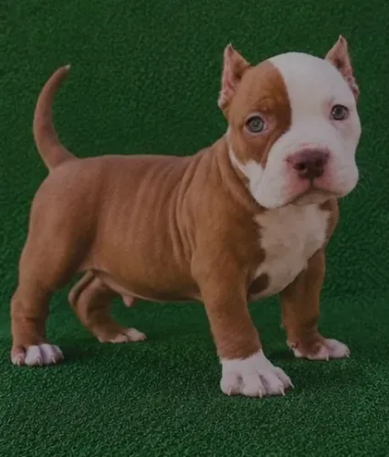 American bully