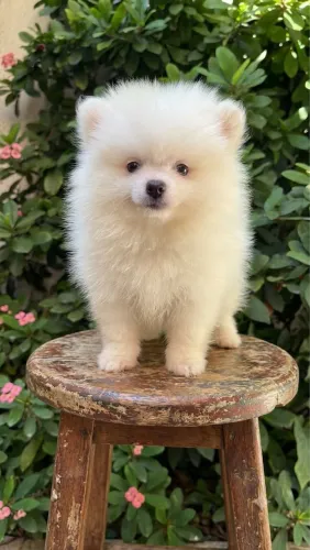 Spitz alemão