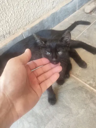Doação Gatinho macho 