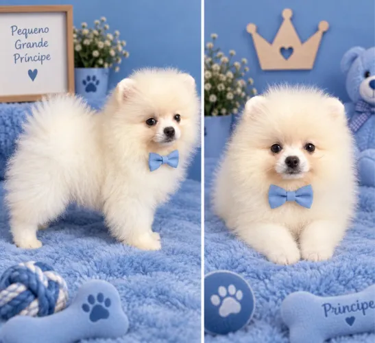 Spitz alemão ( lulu da Pomerania )